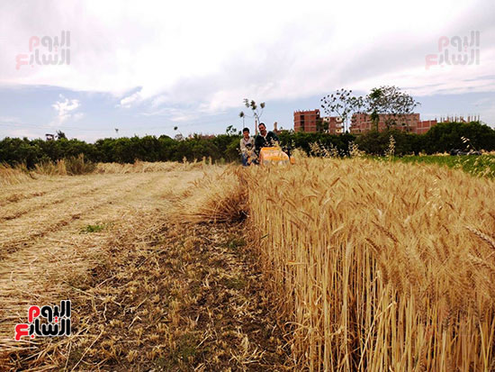 بدء-حصاد-محصول-القمح-من-حقول-القليوبية-(3)