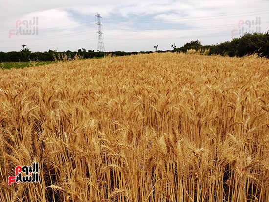 بدء-حصاد-محصول-القمح-من-القليوبية-(3)