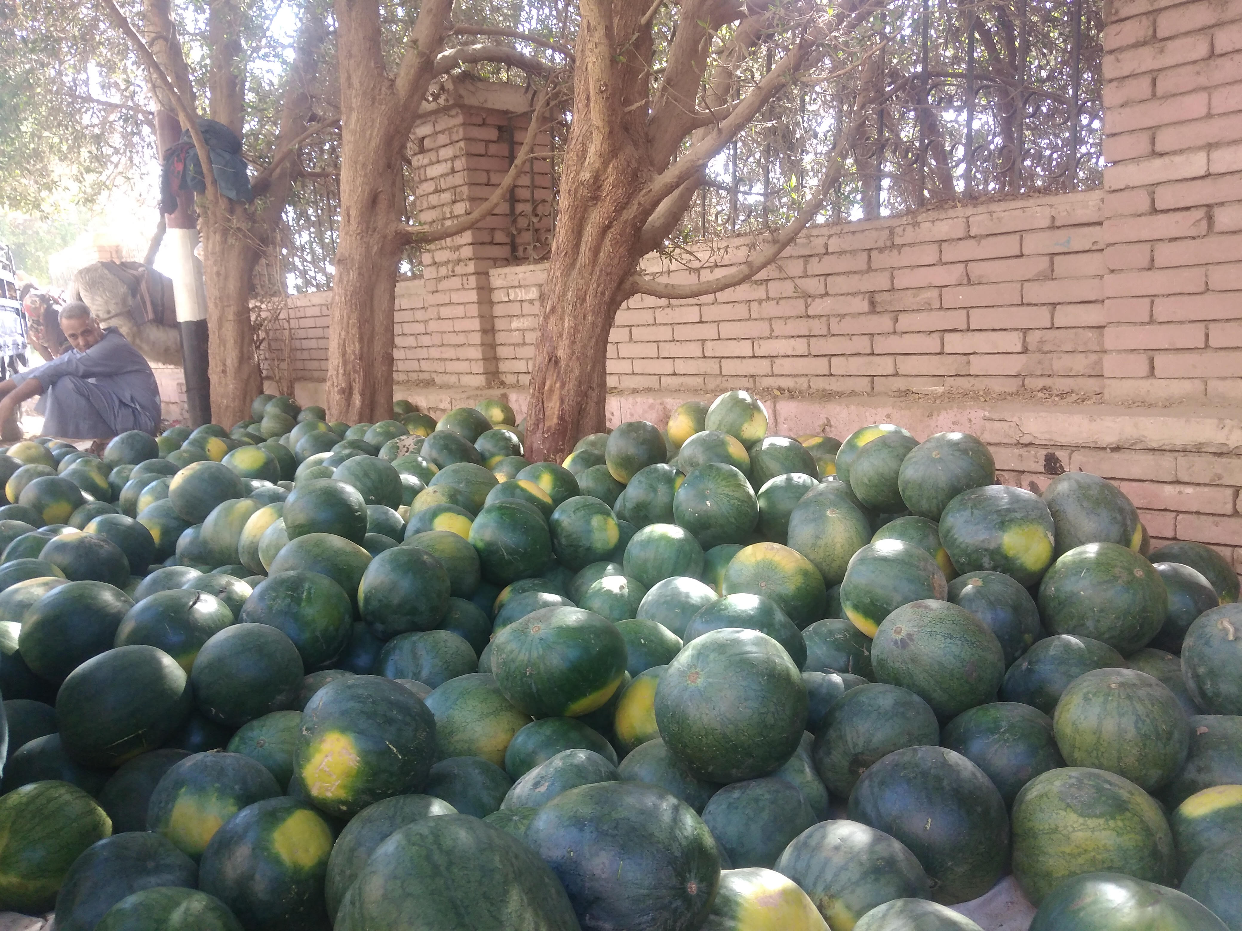 عرض البطيخ بسوق قنا