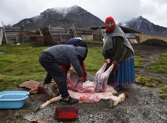 أشخاص يذبحون حيوان لاما في افتتاح الموسم السياحي في نهر تشاركيني الجليدي