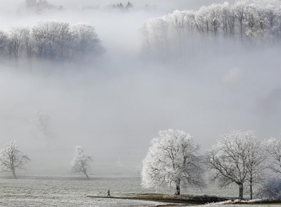 الأشجار المغطاة بالجليد بالقرب من سويسرا