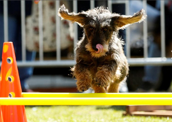 كلب ألماني يقدم عرضًا في لعبة باركور للكلاب خلال يوم الكلب الألماني في حديقة ميونيخ