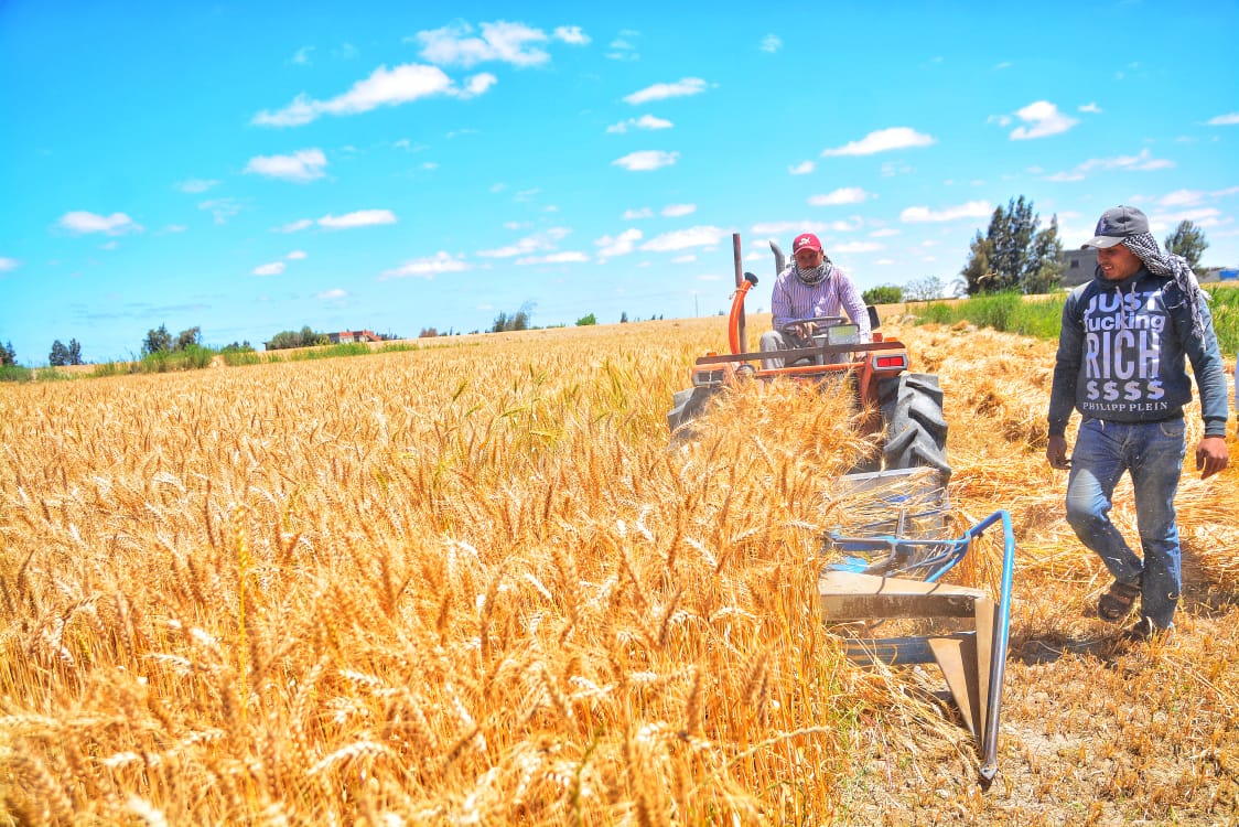 القمح في أراضي بورسعيد