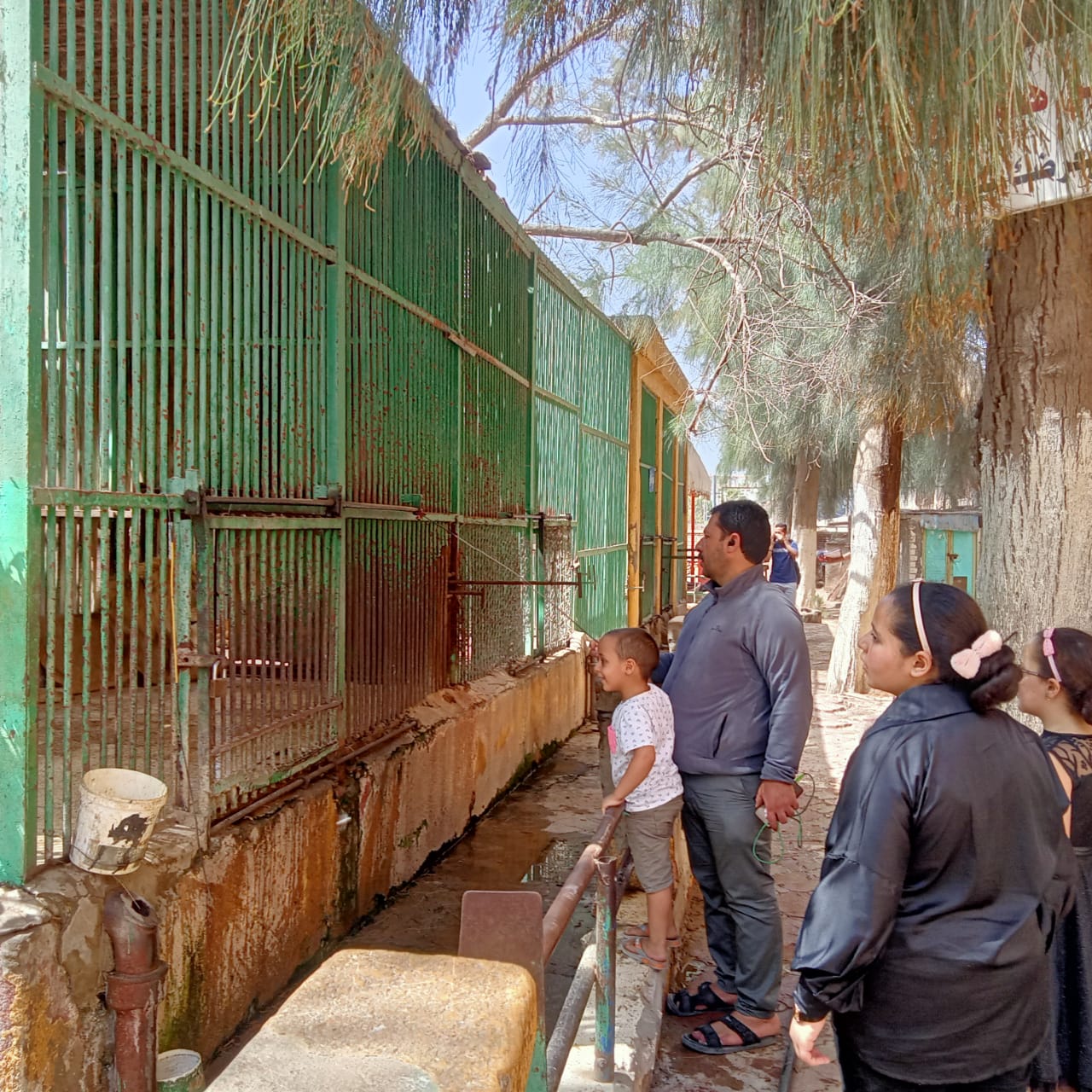 ملك الغابة حبيب الأطفال الأسد مولع الدنيا فى حديقة الحيوان فى كفر الشيخ