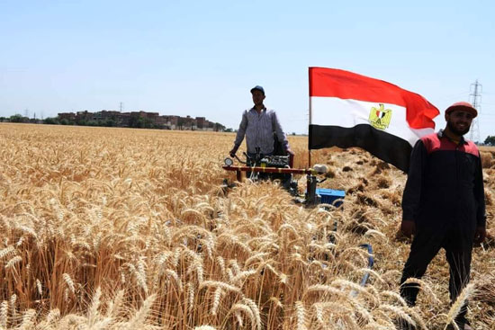 علم مصر خلال حصاد القمح