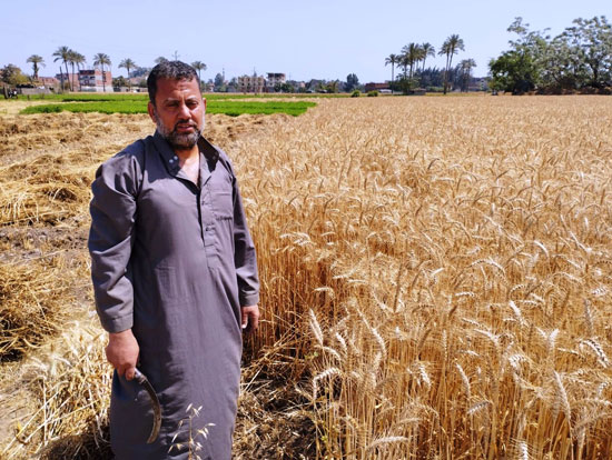 عمليات الحصاد لموسم القمح بالمحافظات