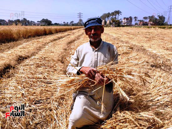 جانب-من-حصاد-القمح-بالمزارع