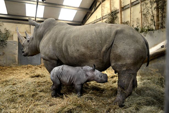 وحيد القرن مع والدته