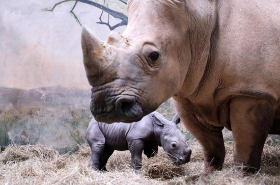 وحيد القرن بعد ولادته