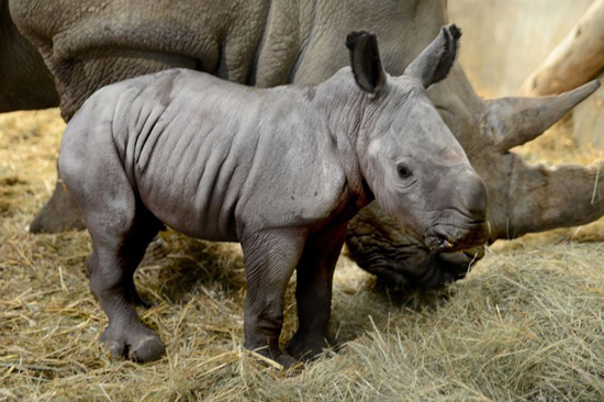 صغير وحيد القرن