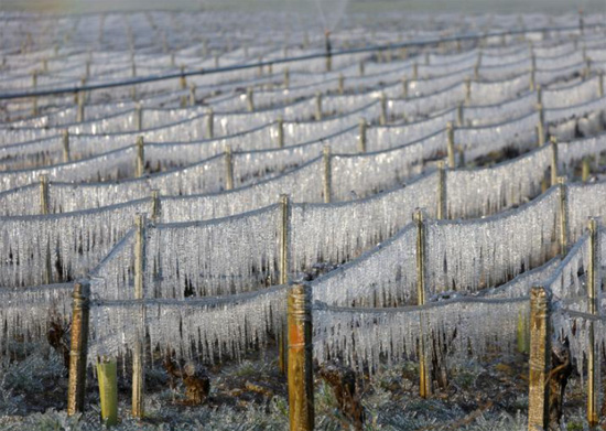 الجليد يفسد محصول العنب فى فرنسا