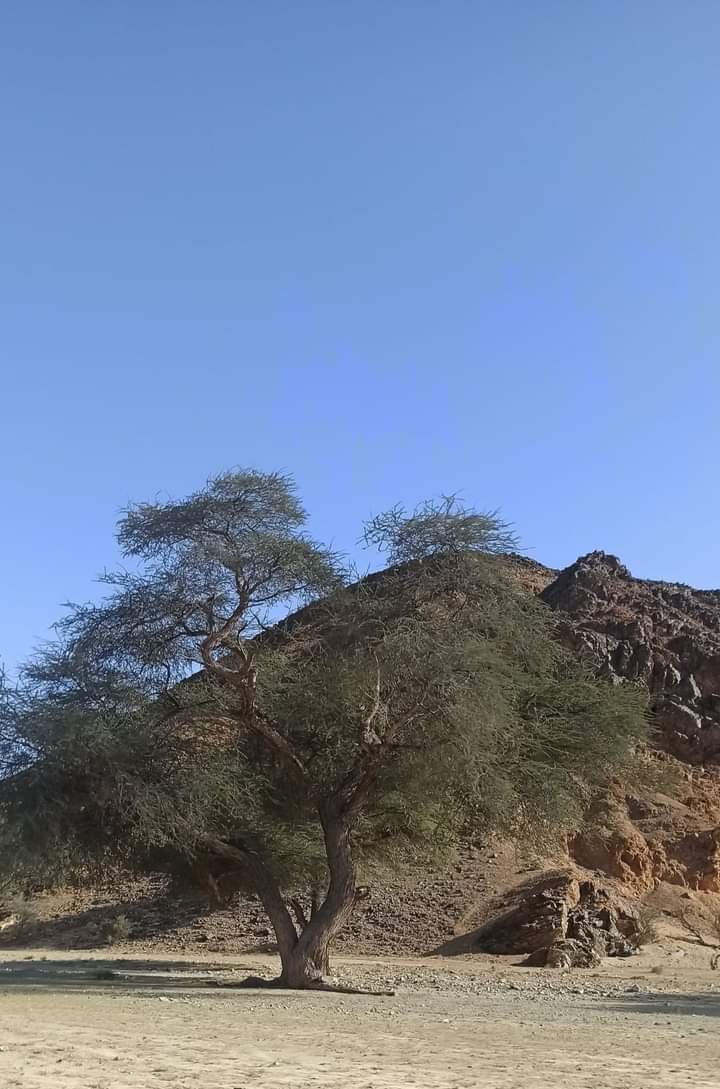أشجار الاكاسيا أو السنط بالصحراء الشرقية