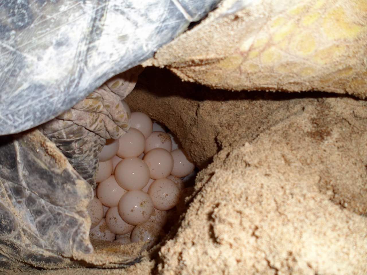 السلاحف عند وضع البيض