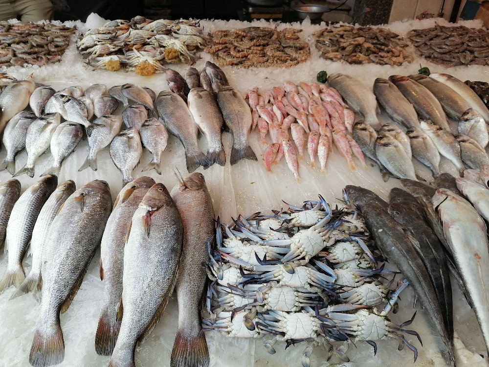 أسماك اليوم في بورسعيد