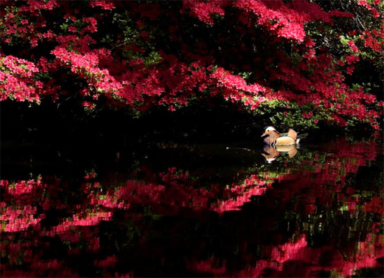 بطة اليوسفي تسبح مع أزهار الأزالية فى بريطانيا