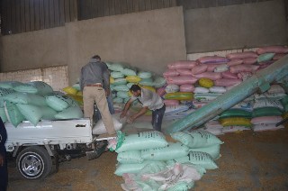 القمح في بورسعيد اليوم