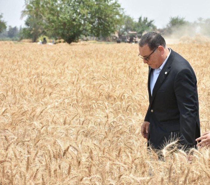 حصاد القمح بالشرقية (2)
