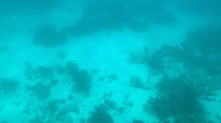 الشعاب المرجانية من داخل الغواصة 