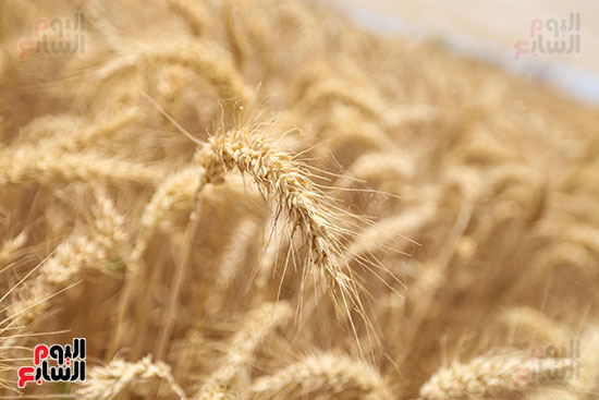حصاد القمح  (3)