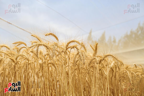 حصاد القمح  (5)