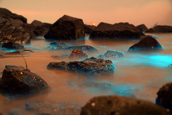 المياه الزرقاء المتوهجة عبارة عن نوع من الكائنات الحية الدقيقة التي تعيش في البحر