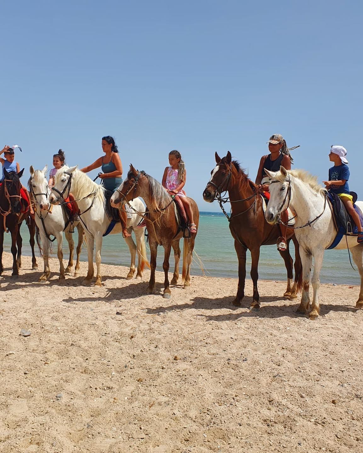 الخيول والسياح على شواطئ الغردقة 