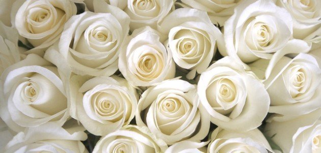 الورد الأبيض