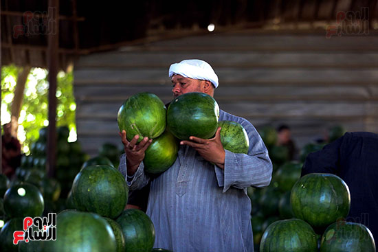 حَمار وحلاوة.. سوق الساحل بمصر القديمة يشهد إقبالا بمناسبة موسم البطيخ (10)