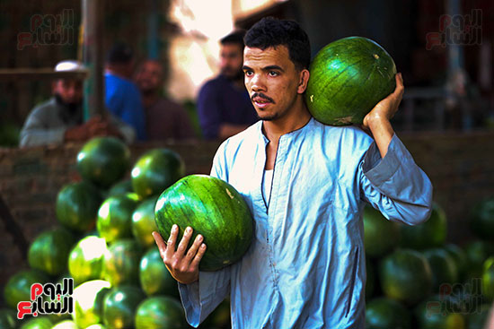 حَمار وحلاوة.. سوق الساحل بمصر القديمة يشهد إقبالا بمناسبة موسم البطيخ (3)
