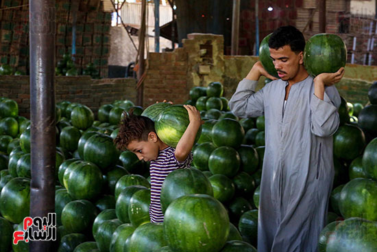 حَمار وحلاوة.. سوق الساحل بمصر القديمة يشهد إقبالا بمناسبة موسم البطيخ (6)