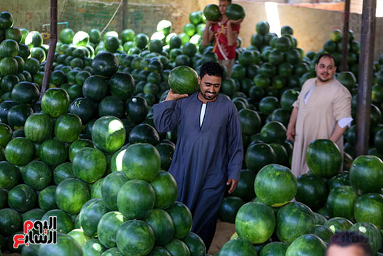 حَمار وحلاوة.. سوق الساحل بمصر القديمة يشهد إقبالا بمناسبة موسم البطيخ (16)