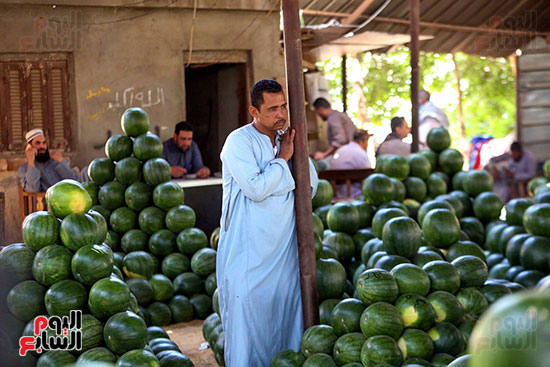 حَمار وحلاوة.. سوق الساحل بمصر القديمة يشهد إقبالا بمناسبة موسم البطيخ (31)