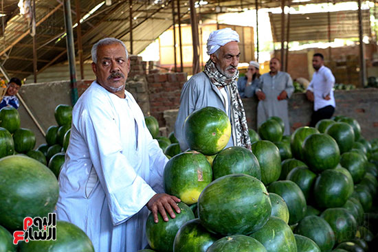 حَمار وحلاوة.. سوق الساحل بمصر القديمة يشهد إقبالا بمناسبة موسم البطيخ (34)