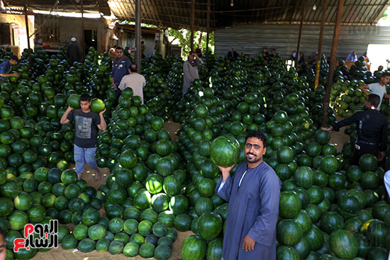 حَمار وحلاوة.. سوق الساحل بمصر القديمة يشهد إقبالا بمناسبة موسم البطيخ (12)