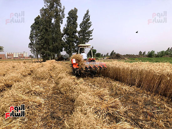 حصاد-محصول-القمح-بمحافظة-الدقهلية
