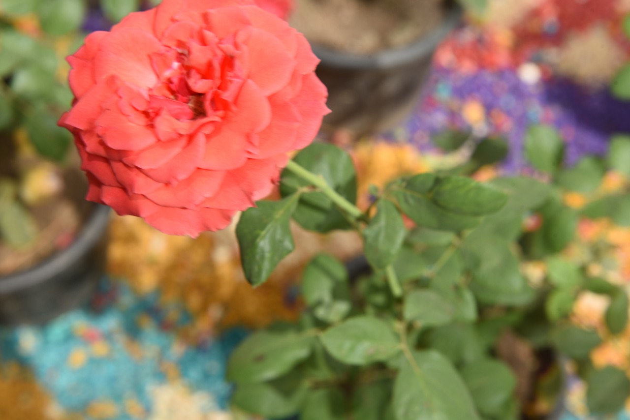 جامعة سوهاج تفتتح معرض زهور الربيع ونباتات الزينة الثاني عشر  (12)