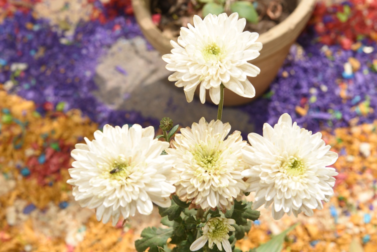 جامعة سوهاج تفتتح معرض زهور الربيع ونباتات الزينة الثاني عشر  (14)