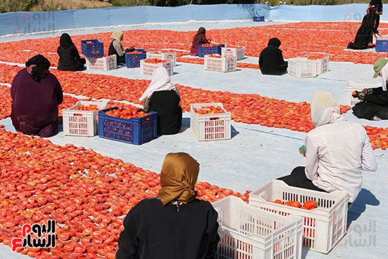 مناشر-الطماطم-المجففة-تجتاح-مدن-وقري-محافظة-الأقصر