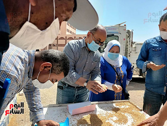 قمح الخير داخل صوامع مصر (16)