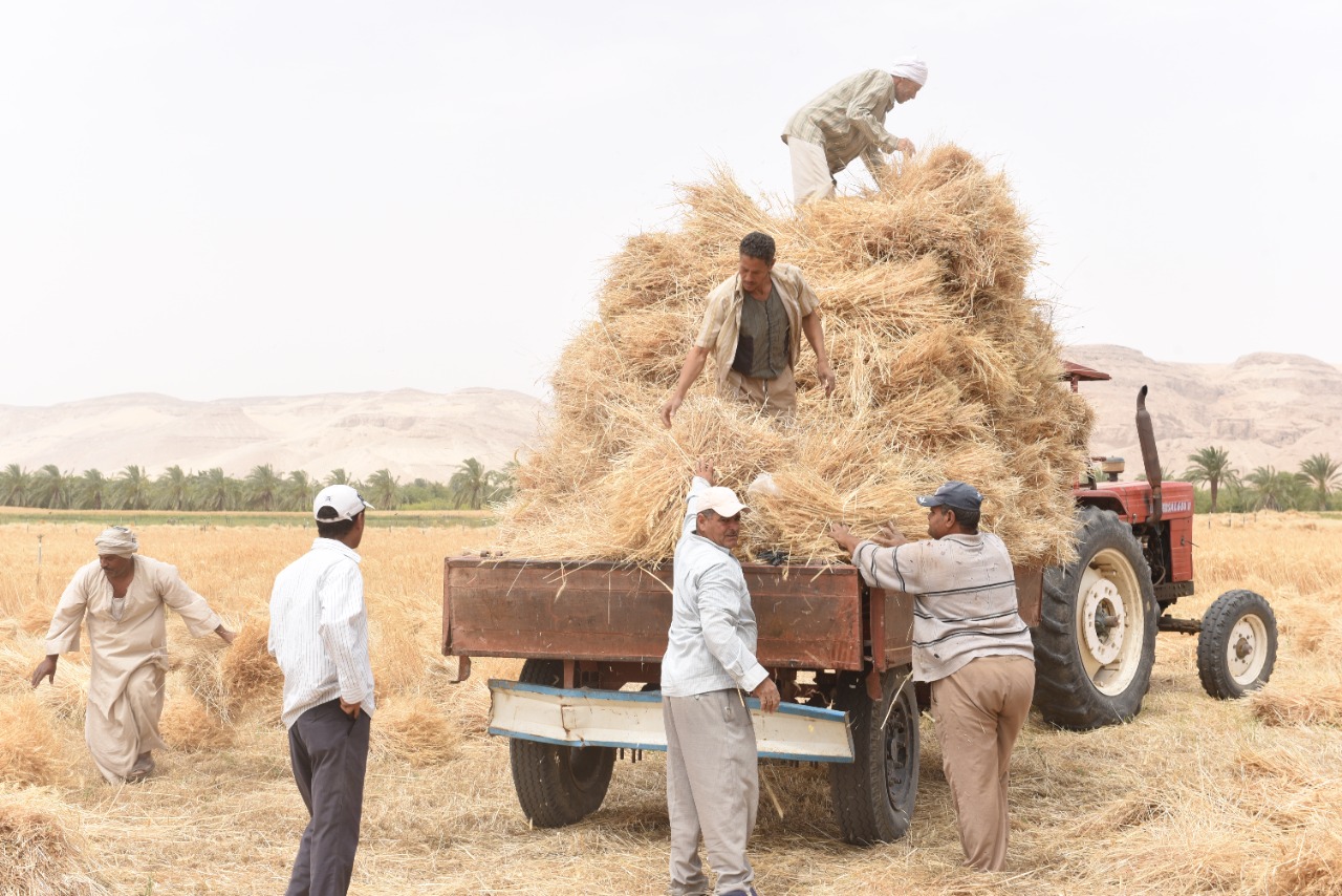 رئيس جامعة سوهاج يفتتح موسم حصاد القمح بمزرعتي الكوامل والكوثر  (9)