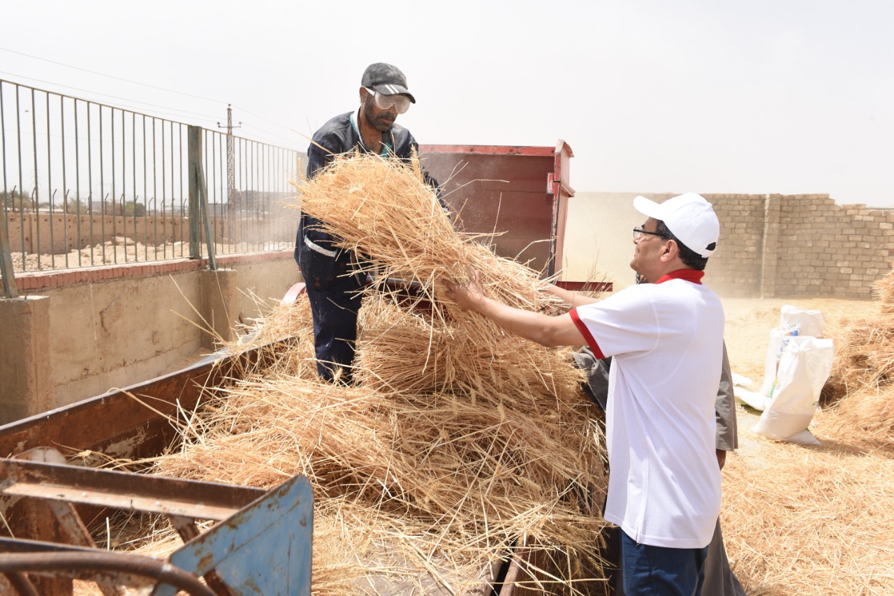رئيس جامعة سوهاج يفتتح موسم حصاد القمح بمزرعتي الكوامل والكوثر  (22)