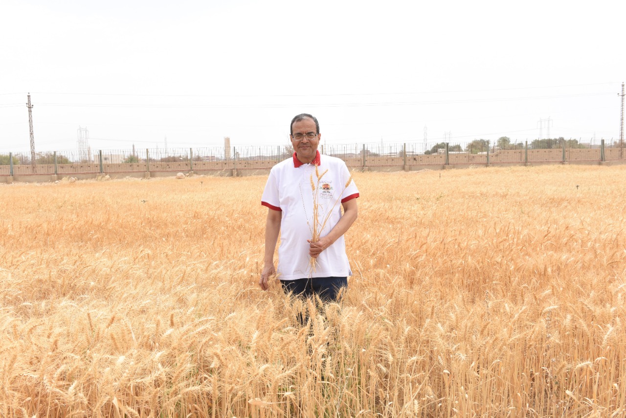 رئيس جامعة سوهاج يفتتح موسم حصاد القمح بمزرعتي الكوامل والكوثر  (12)