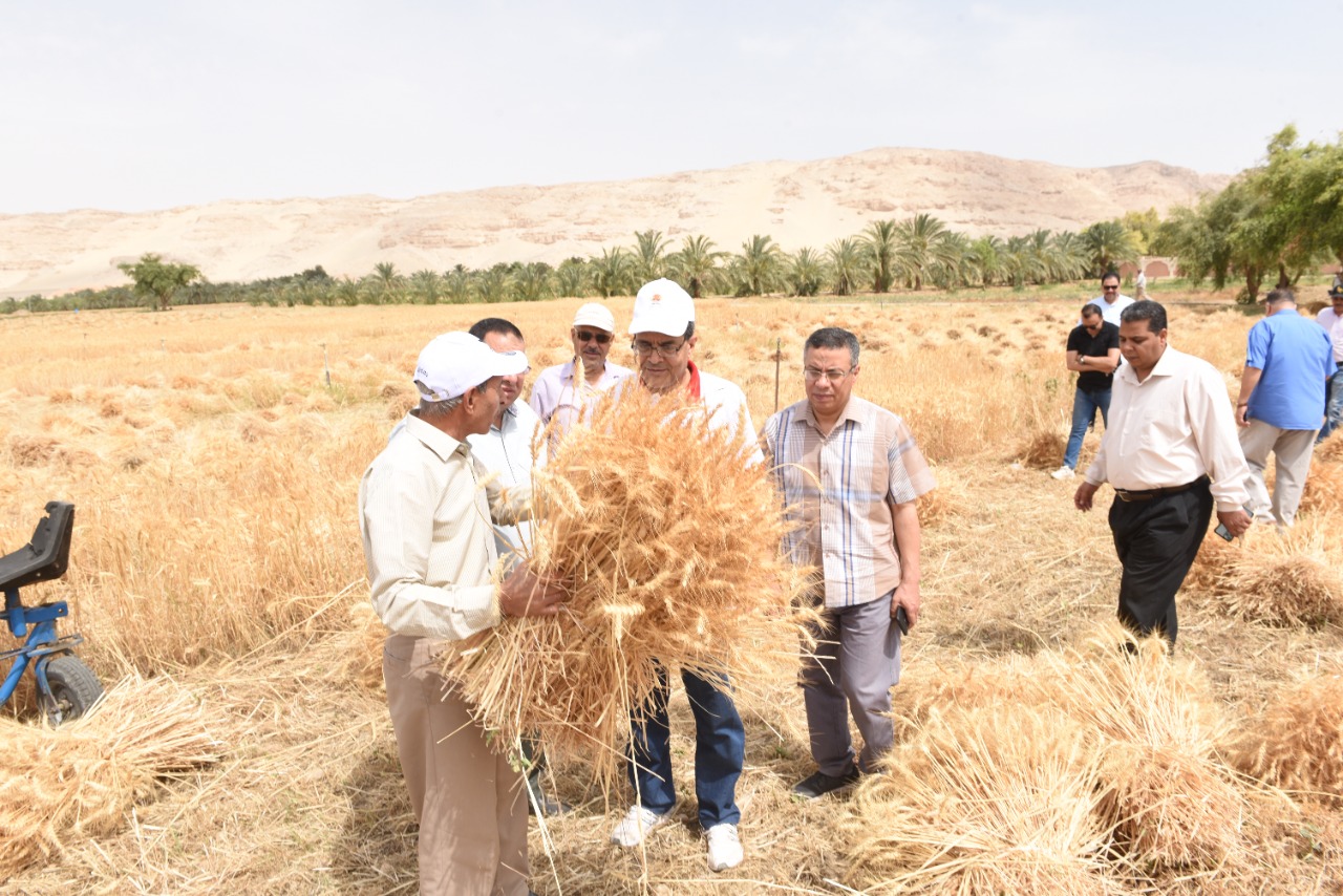 رئيس جامعة سوهاج يفتتح موسم حصاد القمح بمزرعتي الكوامل والكوثر  (19)