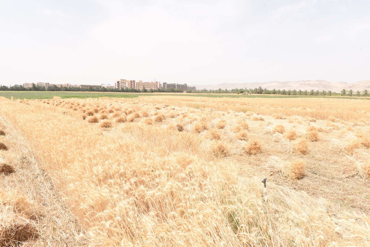 رئيس جامعة سوهاج يفتتح موسم حصاد القمح بمزرعتي الكوامل والكوثر  (15)