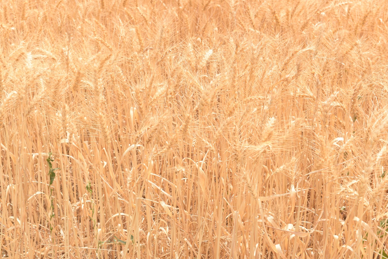 رئيس جامعة سوهاج يفتتح موسم حصاد القمح بمزرعتي الكوامل والكوثر  (17)