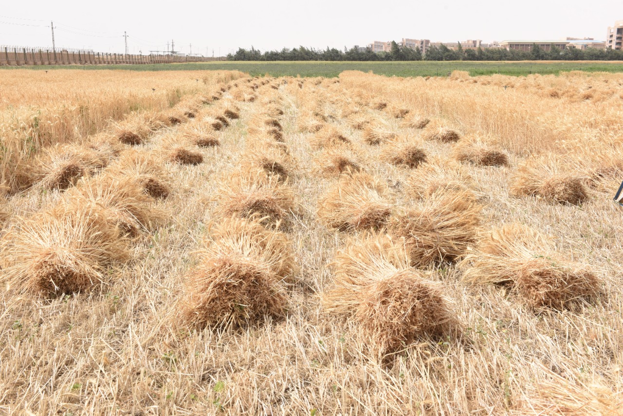 رئيس جامعة سوهاج يفتتح موسم حصاد القمح بمزرعتي الكوامل والكوثر  (18)
