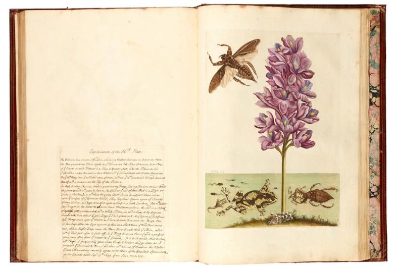 كتاب عن التاريخ الطبيعى للنباتات والحشرات