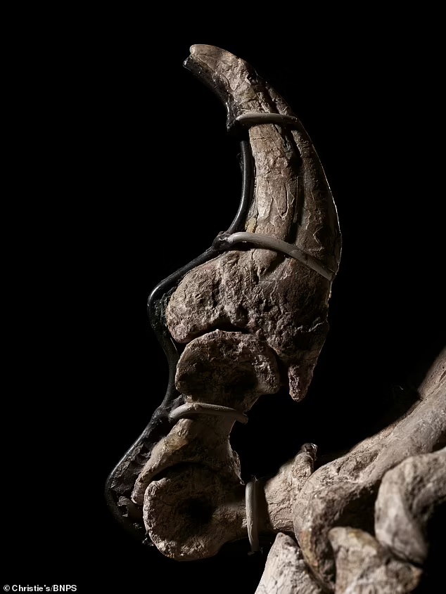 جانب من بيع هيكل ديناصور داينونيكوس عمره 110 مليون عام