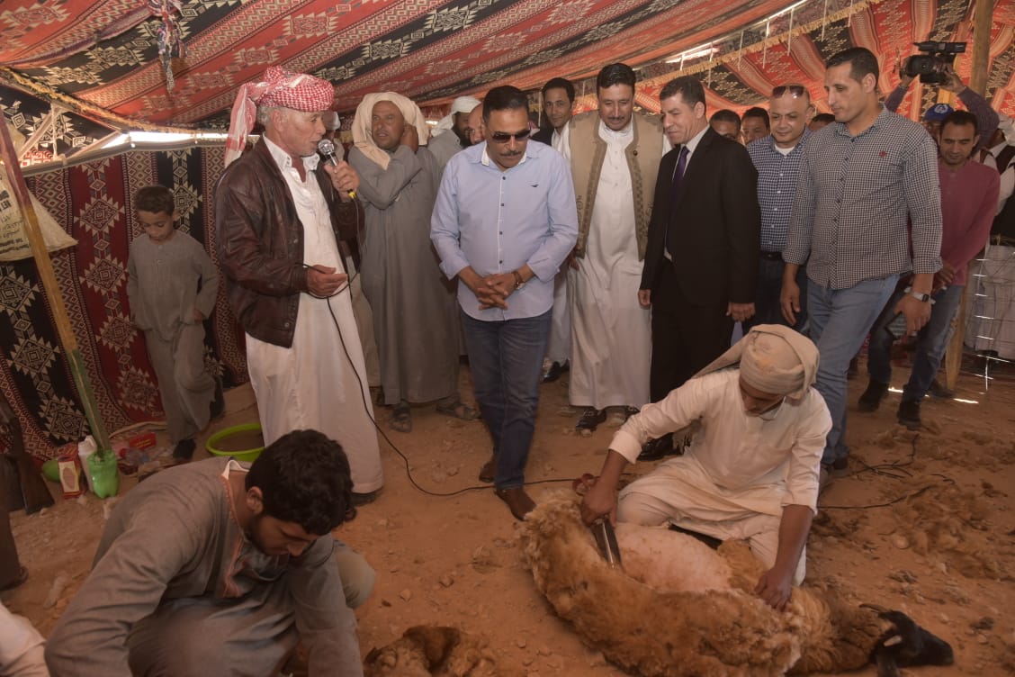 محافظ مطروح احتفالية تراثية لموسم جز الصوف (3)