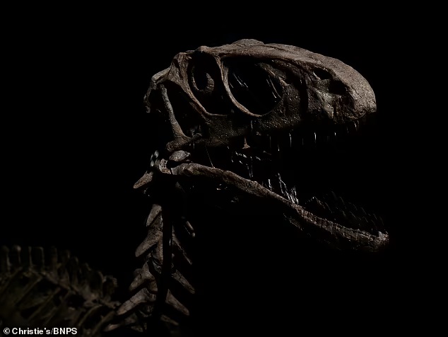 رأس ديناصور داينونيكوس عمره 110 مليون عام